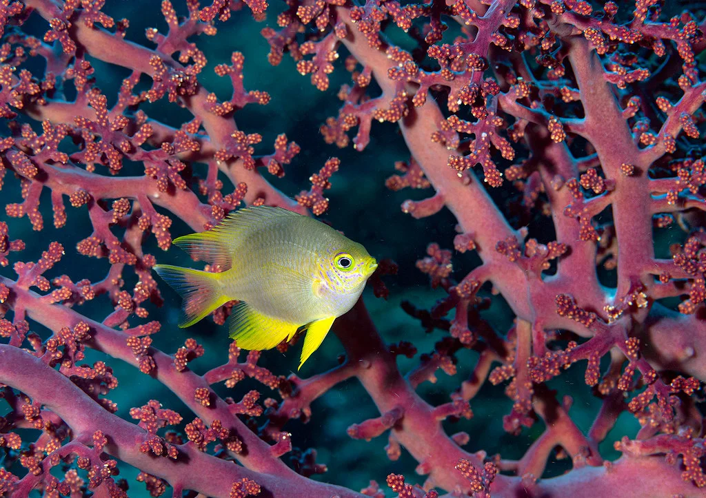 Bangka Island (Sulawesi), Indonésie