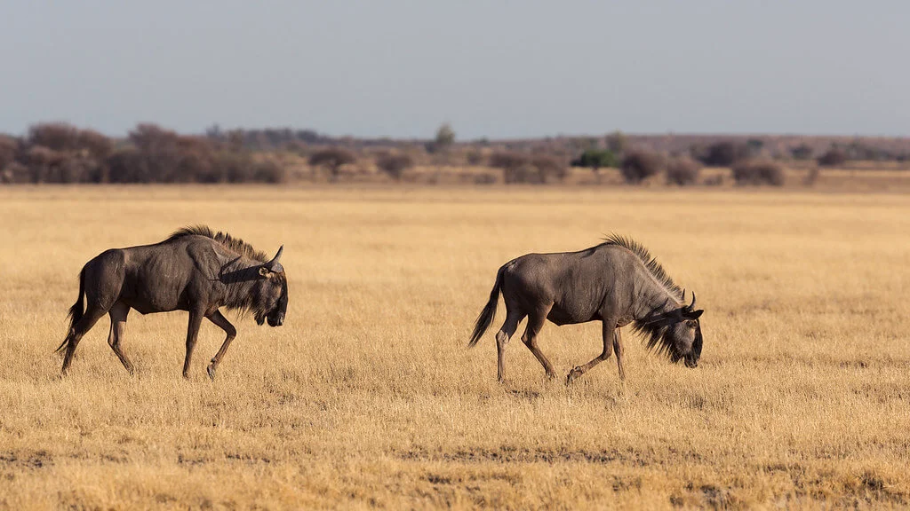 Désert du Kalahari, Botswana, Botswana, Botswana, Botswana, Namibie, Namibie, Namibie, Botswana, Afrique du Sud, Botswana
