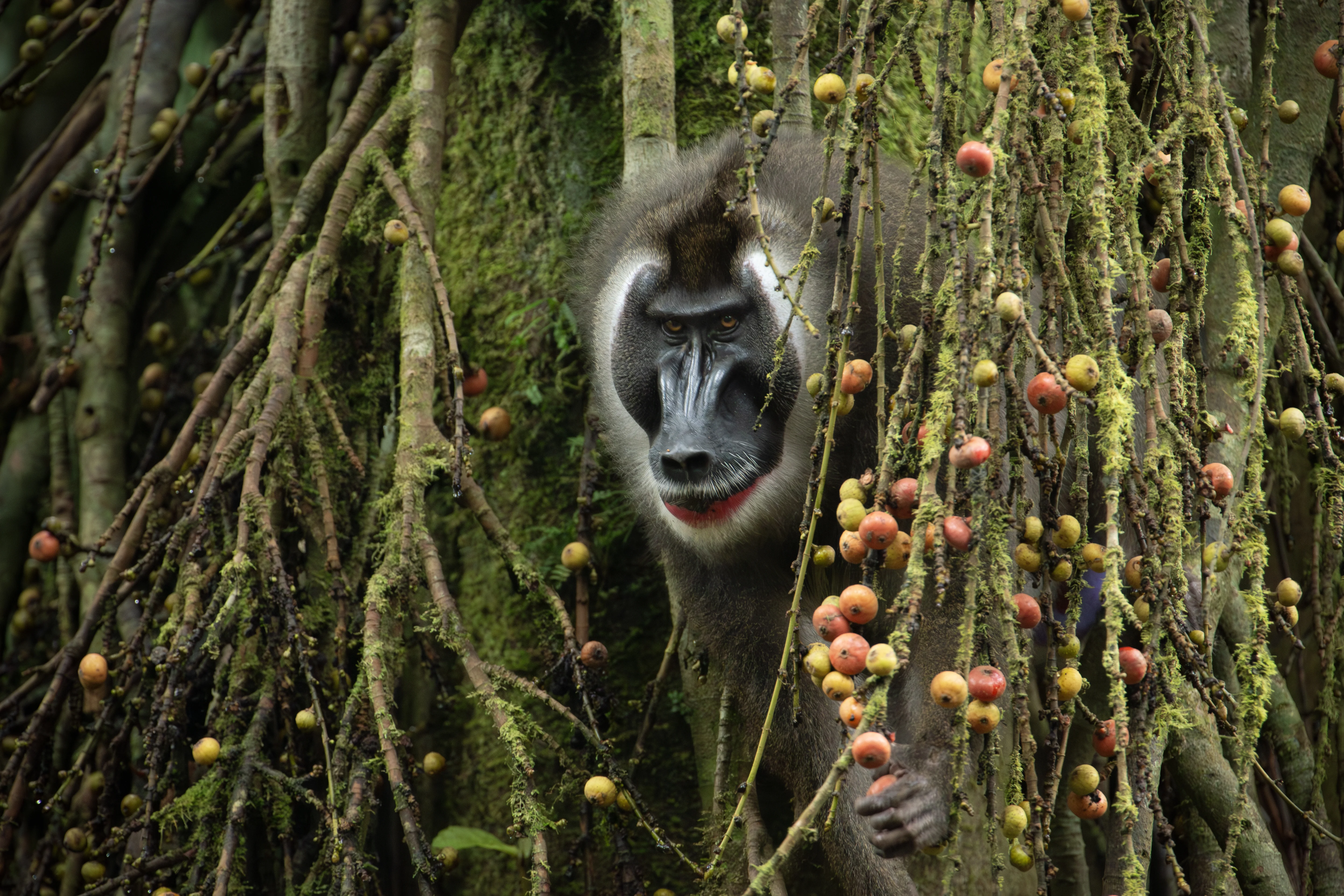 Bioko, Guinée équatoriale