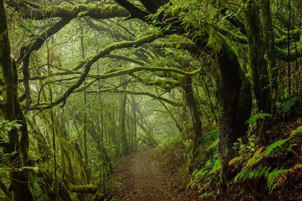 Bosque del Cedro, Espagne, Canaries