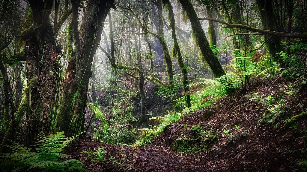 Bosque del Cedro, Espagne, Canaries