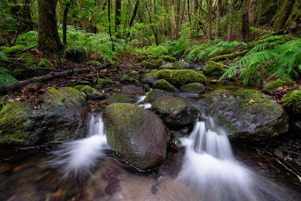 Bosque del Cedro, Espagne, Canaries