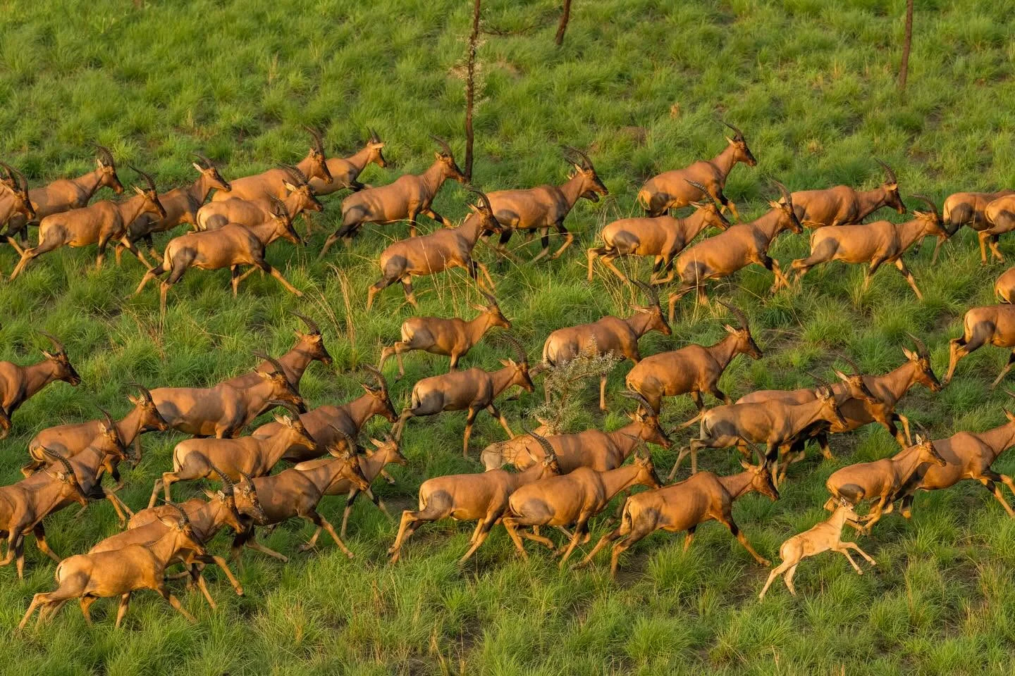 Parc national de Bandingilo, Soudan du Sud