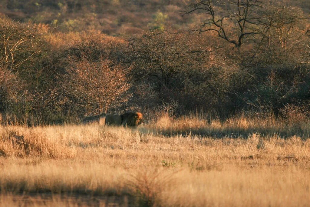 Réserve Naturelle Okonjima, Namibie