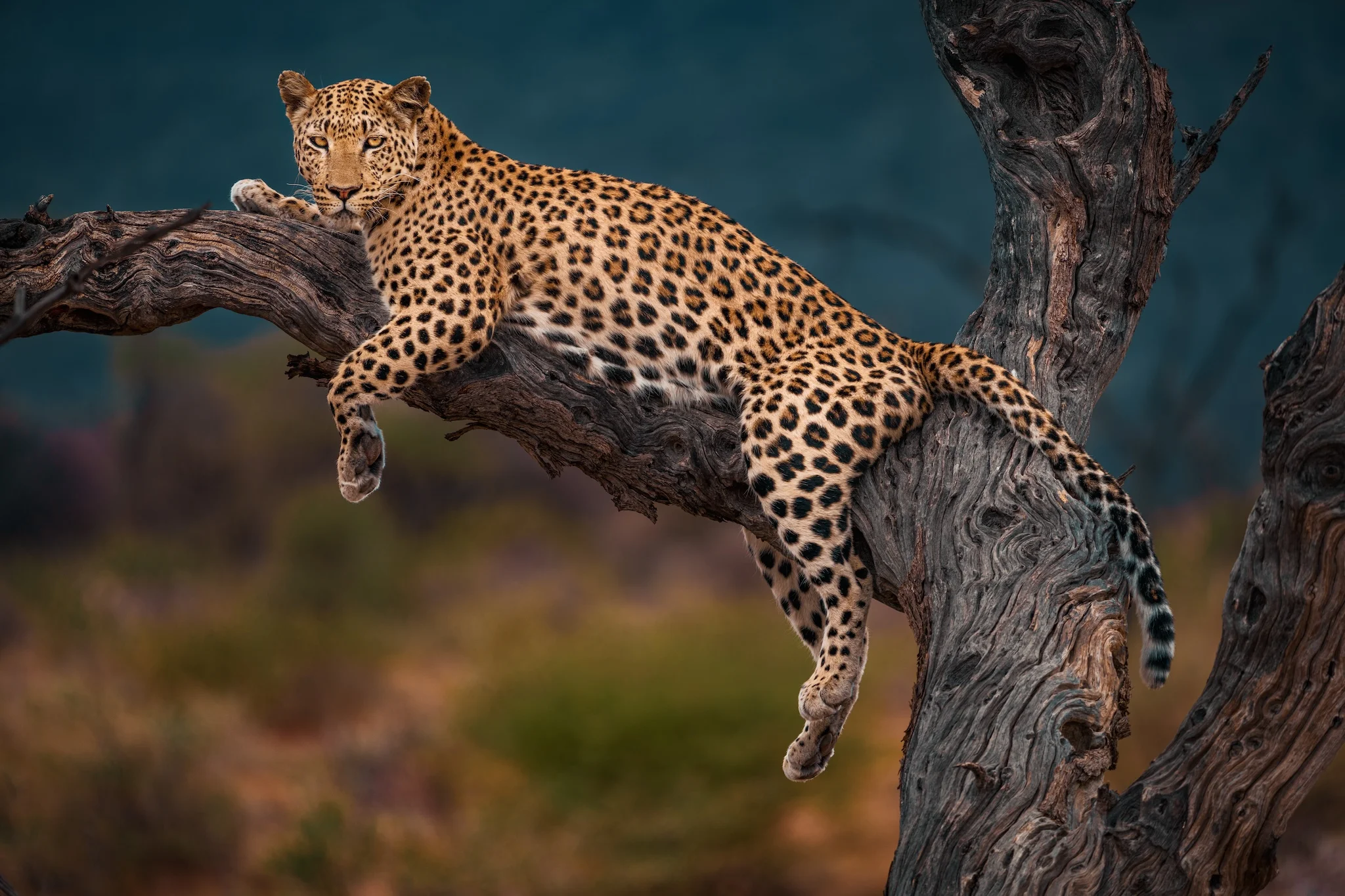 Réserve Naturelle Okonjima, Namibie