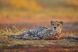 Réserve Naturelle Okonjima, Namibie