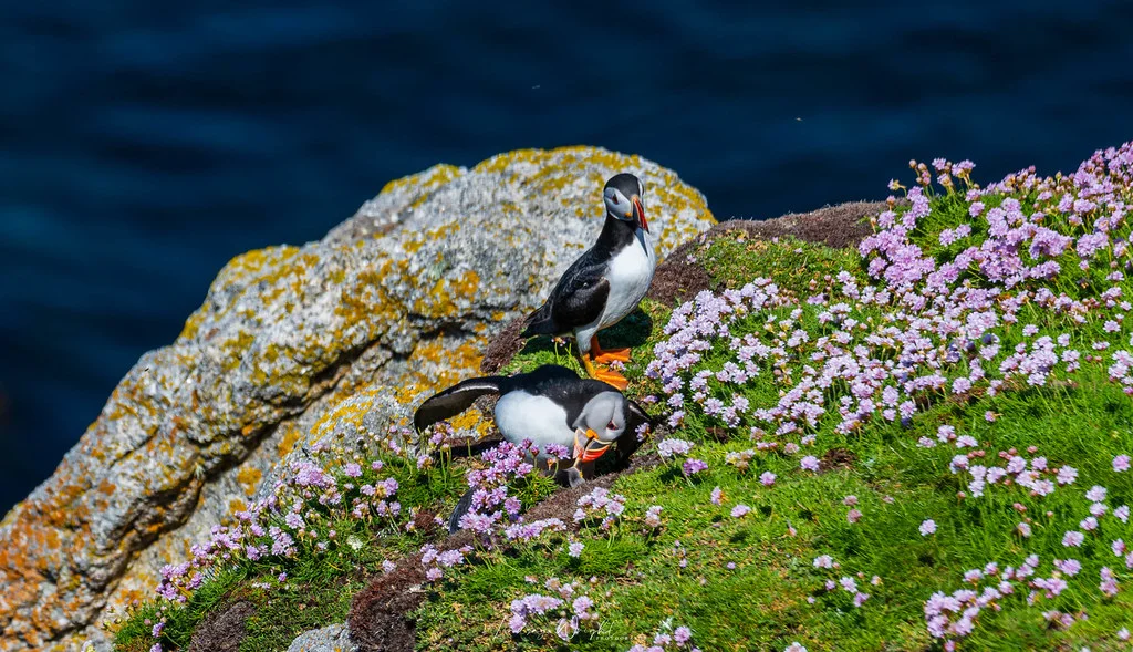 Lundy, Angleterre