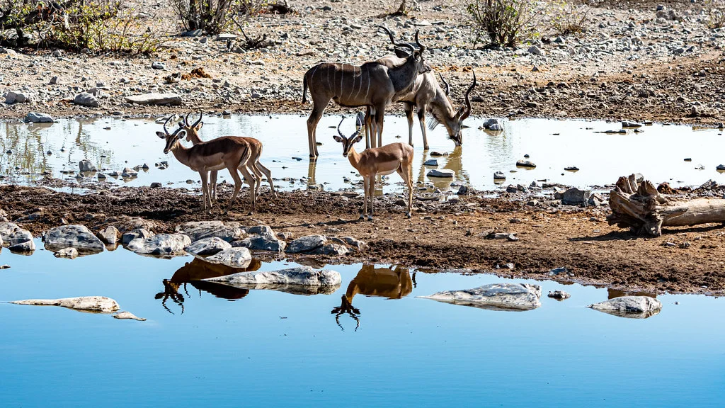 Moringa Waterhole, Namibie