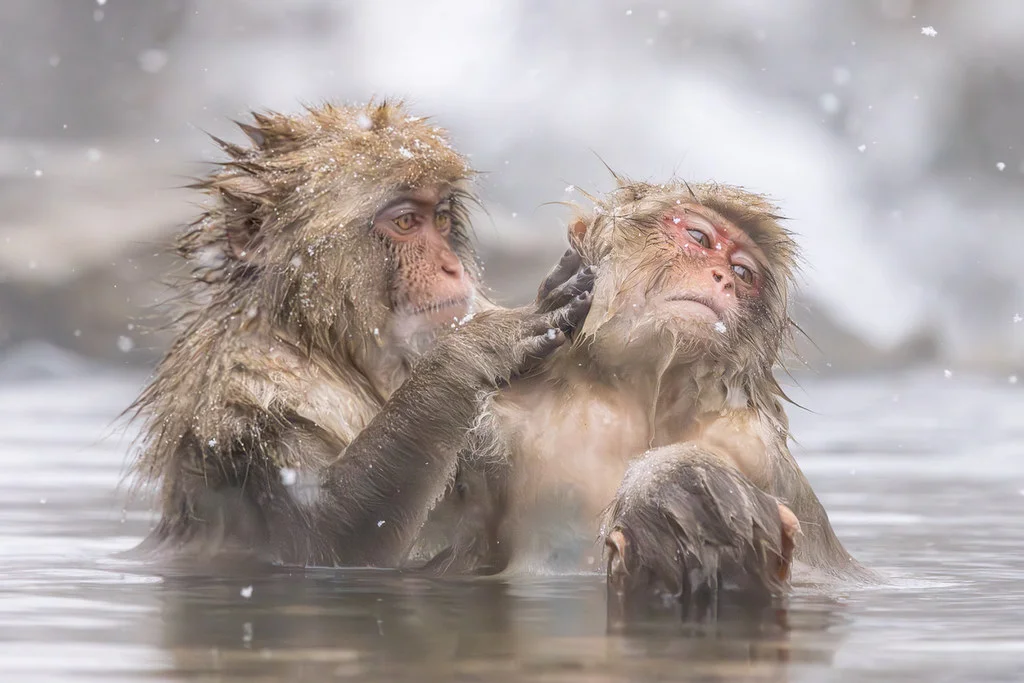Parc aux singes de Jigokudani , Japon