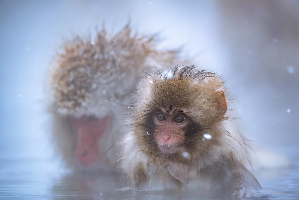 Parc aux singes de Jigokudani , Japon