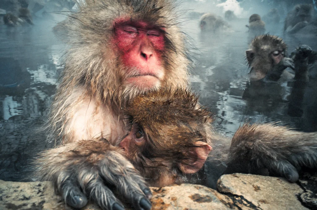 Parc aux singes de Jigokudani , Japon