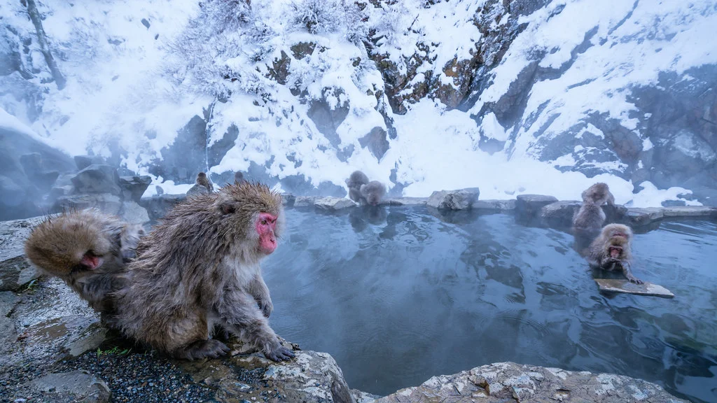 Parc aux singes de Jigokudani , Japon