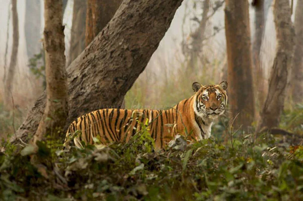 Parc national des Sundarbans, Inde