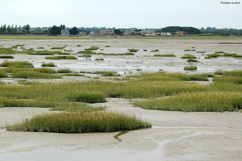 Baie des Veys, France