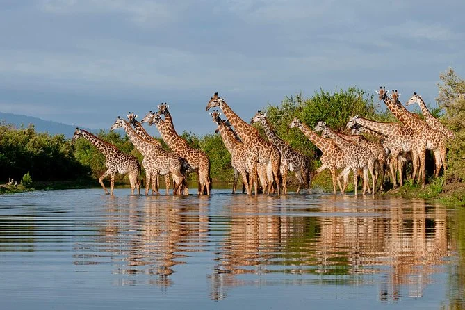 Réserve de gibier de Sélous, Tanzanie