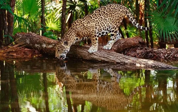 Parc national Corcovado, Costa Rica