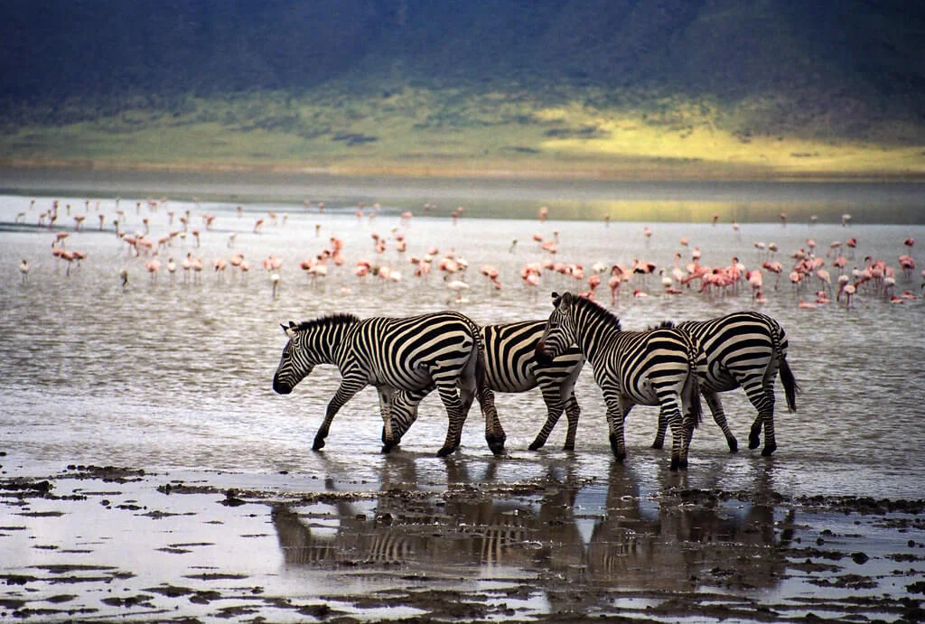 Cratère du Ngorongoro, Tanzanie