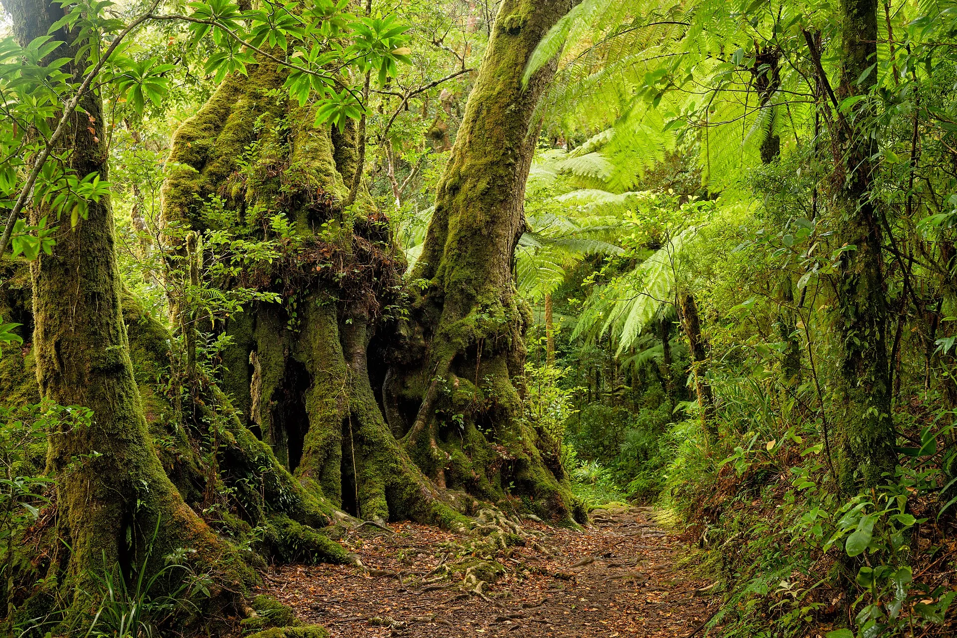 Border Track, Australie