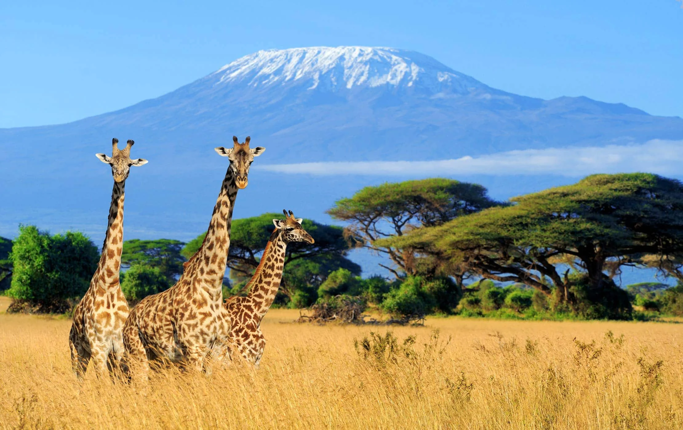 Kilimandjaro, Tanzanie