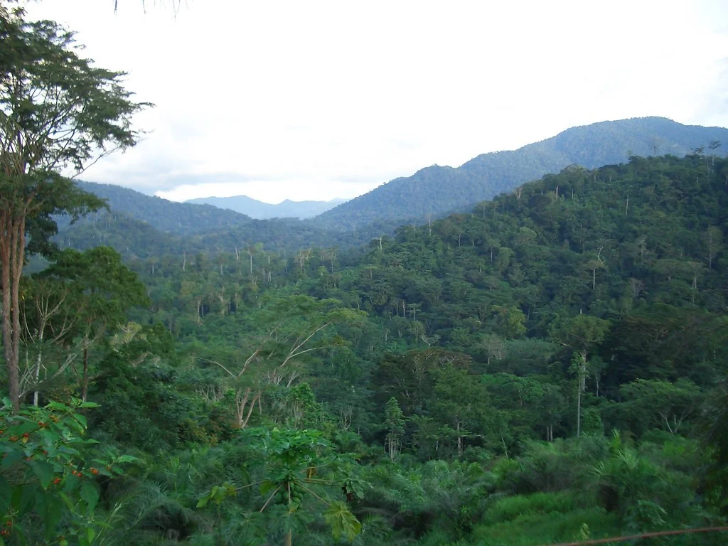 Forêt d'Ebo, Cameroun