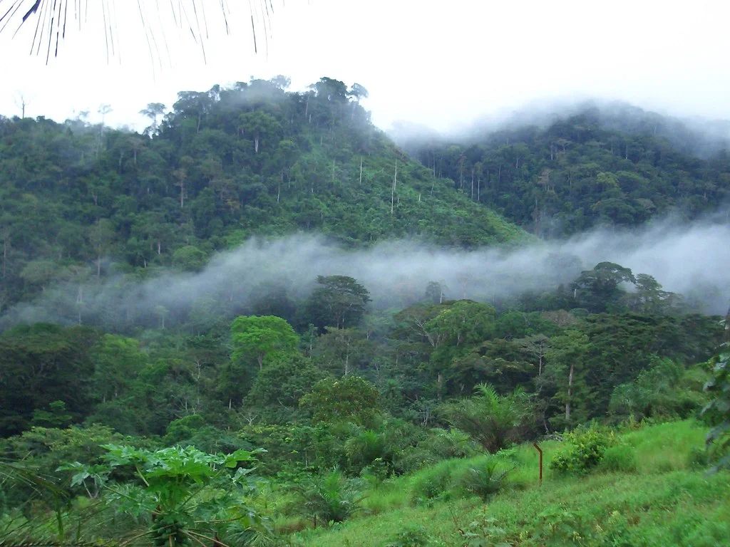 Forêt d'Ebo, Cameroun