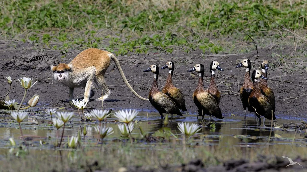 Casamance, Sénégal, Sénégal, Sénégal