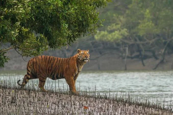 Fôret de mangrove des Sundarbans, Bangladesh