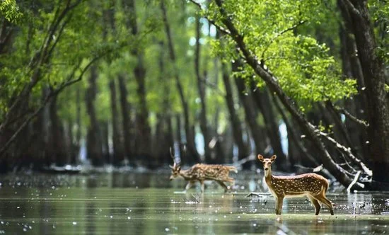 Fôret de mangrove des Sundarbans, Bangladesh