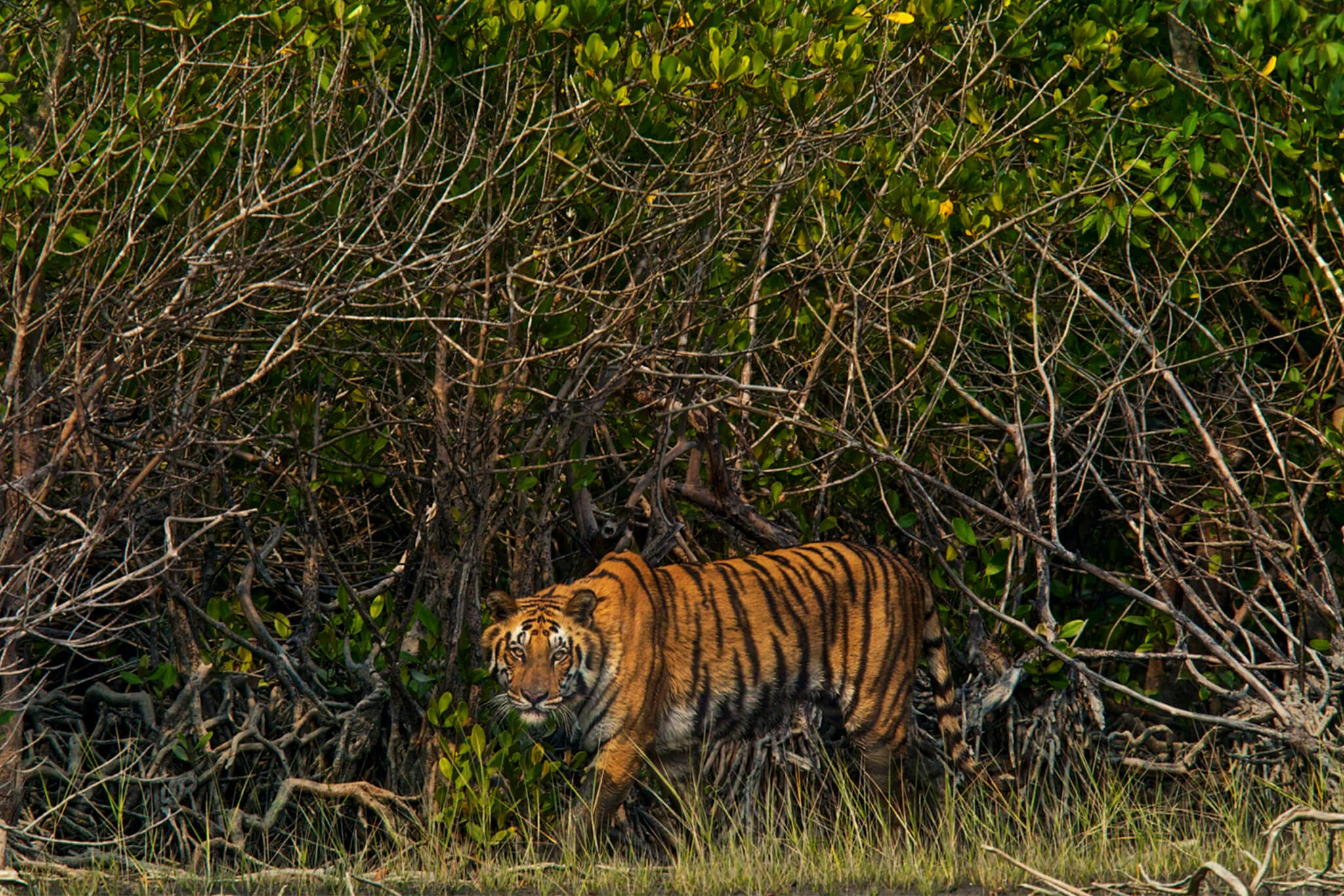 Fôret de mangrove des Sundarbans, Bangladesh