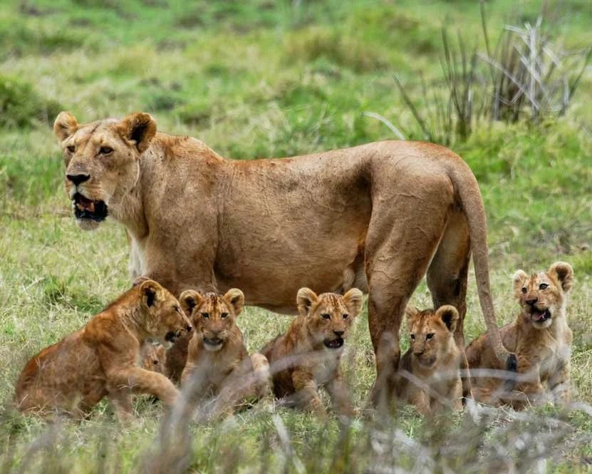 Parc national de Mikumi, Tanzanie