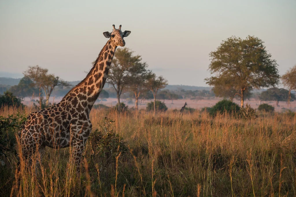 Parc national de Mikumi, Tanzanie