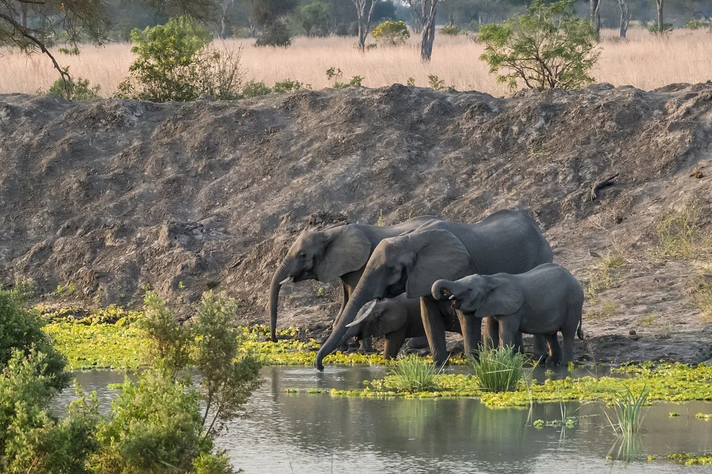 Parc national de Mikumi, Tanzanie