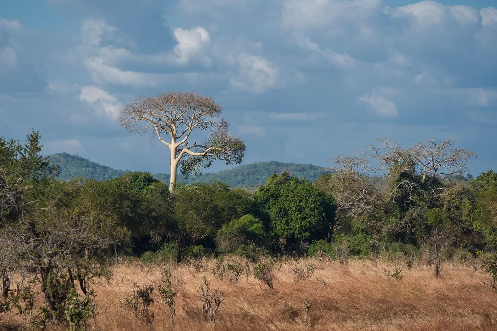 Parc national de Mikumi, Tanzanie