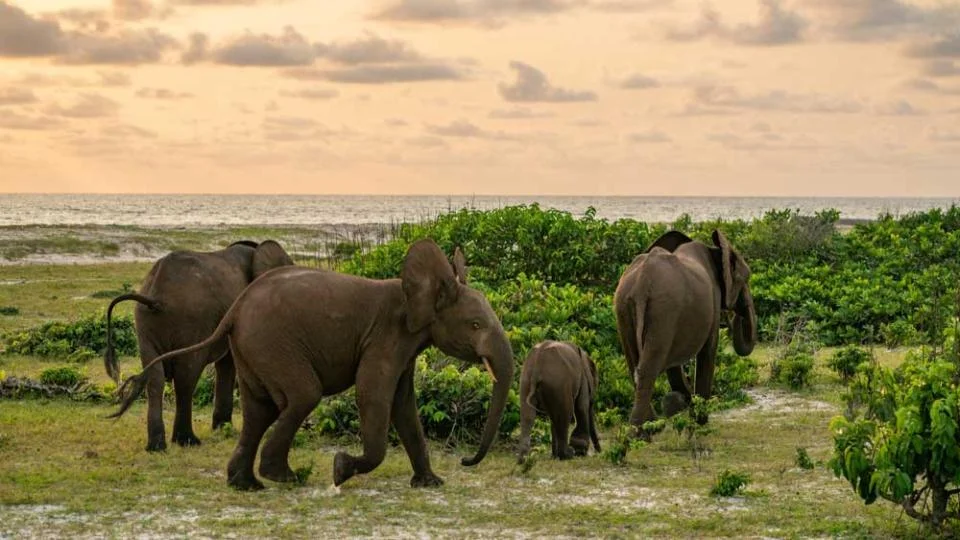 Parc national de Loango, Gabon