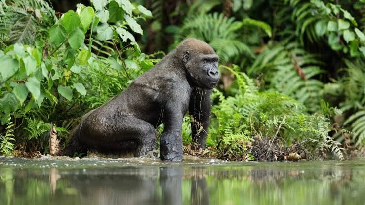 Parc national de Loango, Gabon