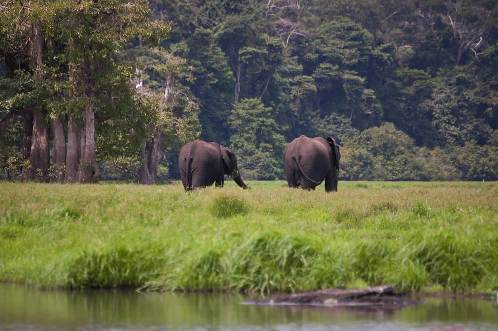 Parc national de Loango, Gabon