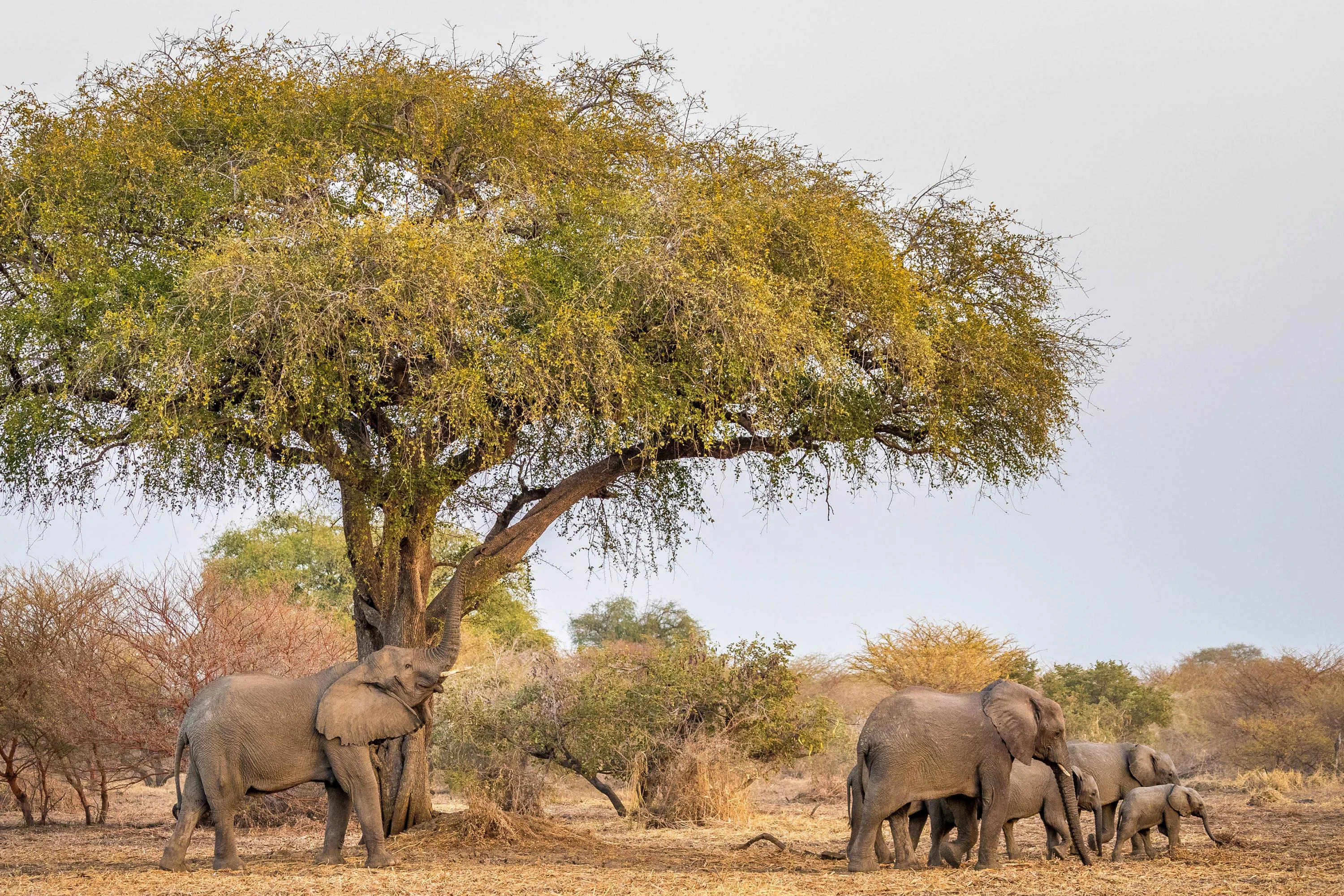 Parc national de Zakouma, Tchad