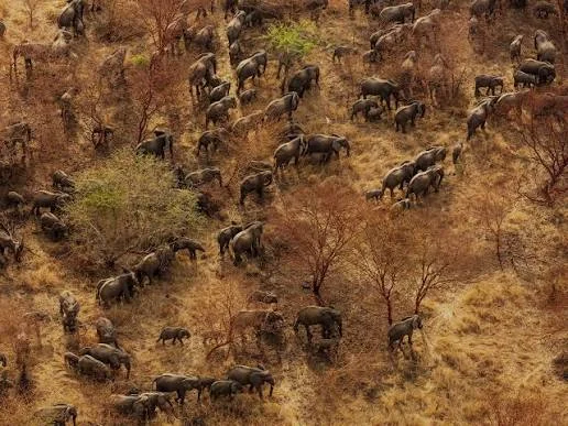 Parc national de Zakouma, Tchad