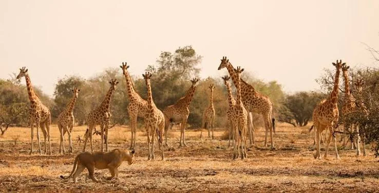 Parc national de Zakouma, Tchad