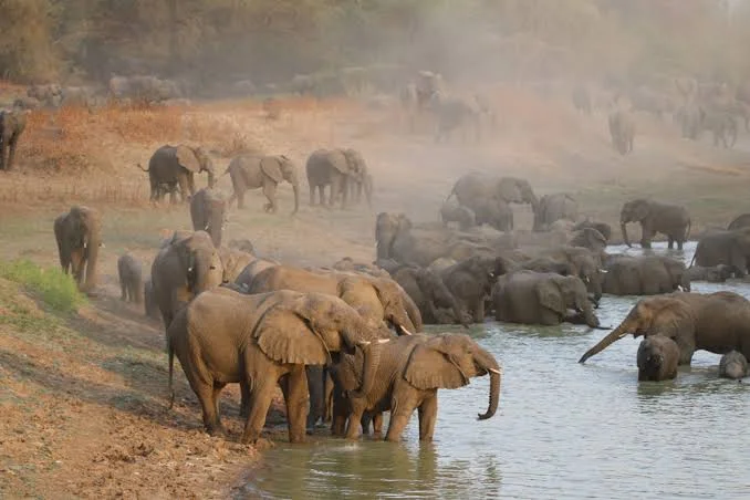 Parc national de Zakouma, Tchad