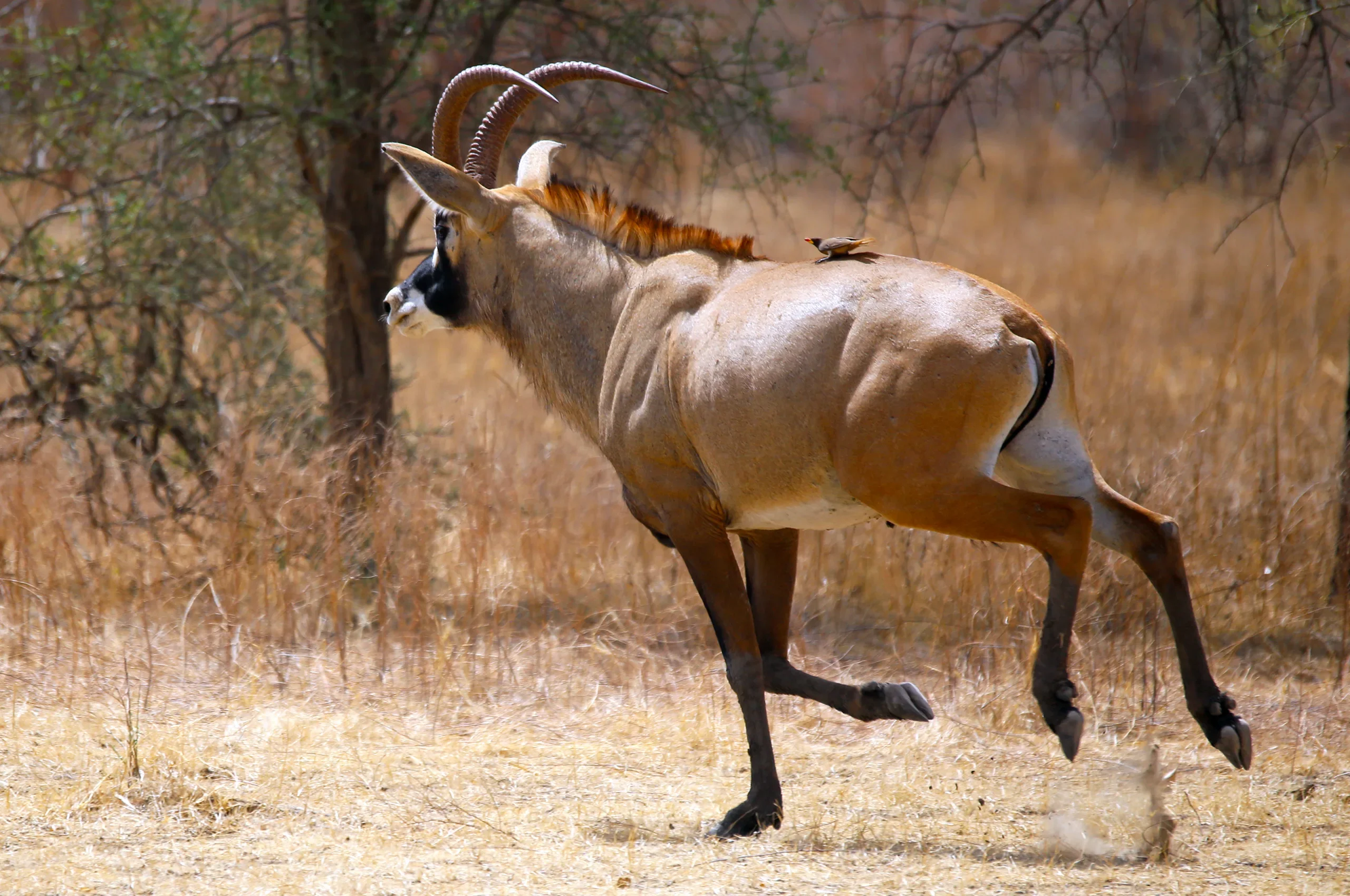 Parc national de Zakouma, Tchad