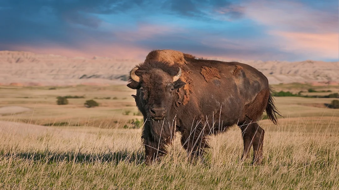 Parc national des Badlands, États-Unis