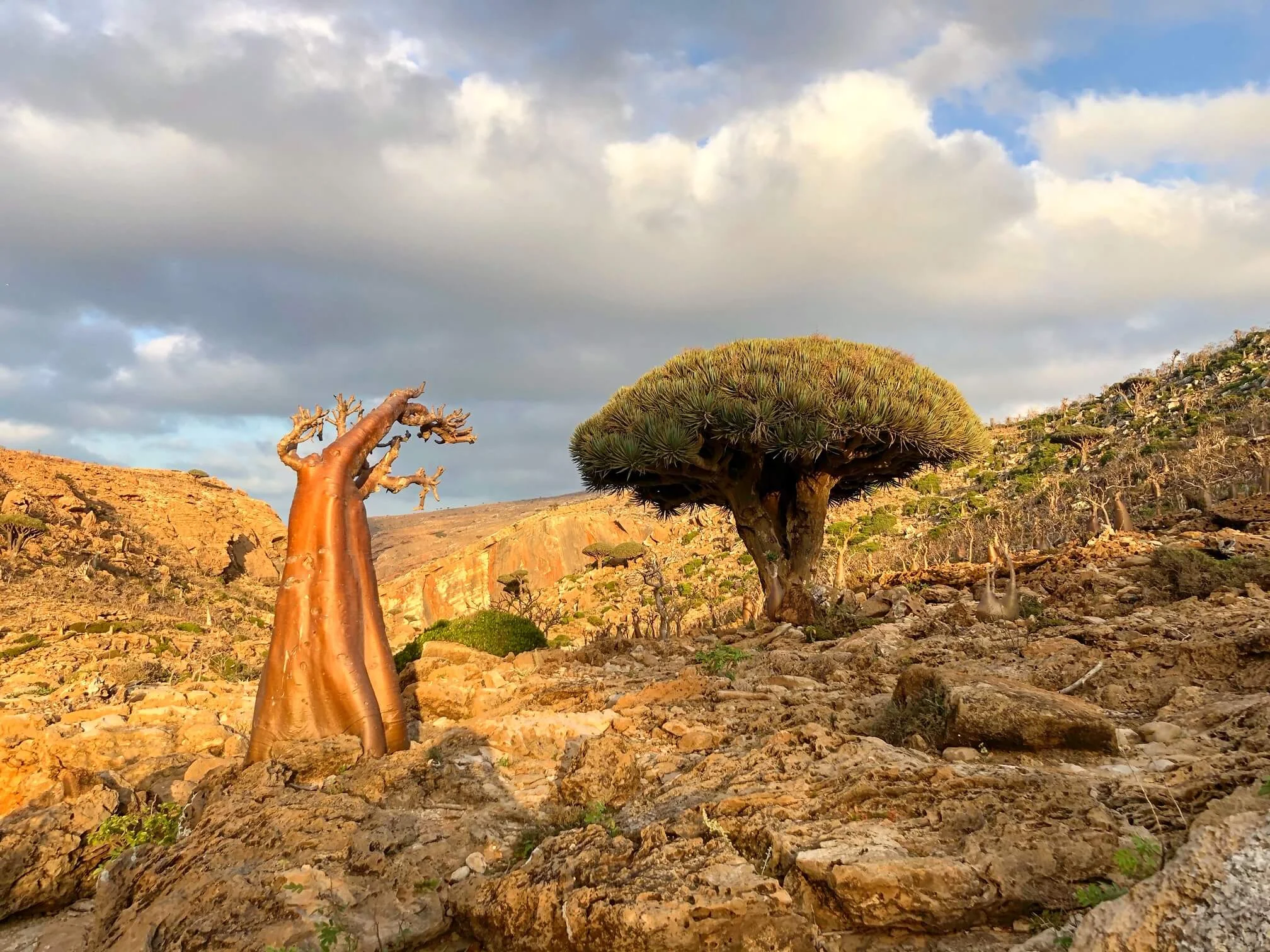 Zone protégée d'Homhil, Yémen, Socotra