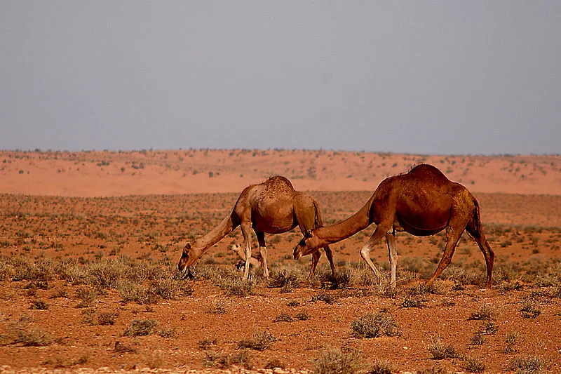 Parc national de Jbil, Tunisie