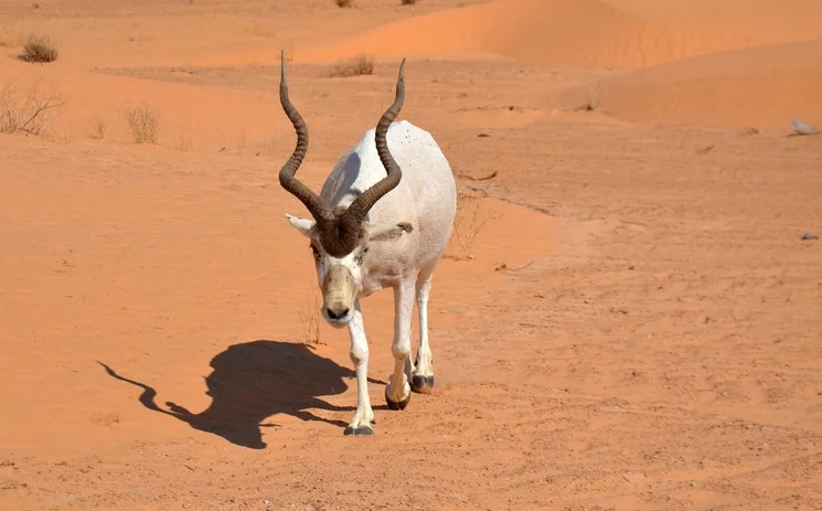 Parc national de Jbil, Tunisie