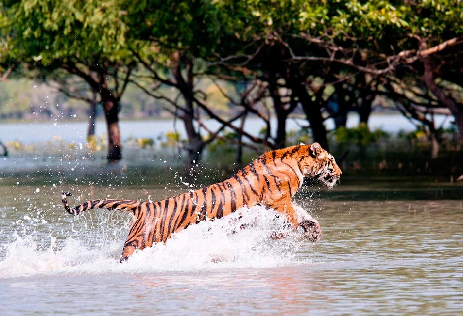 Sundarbans, Bangladesh, Inde