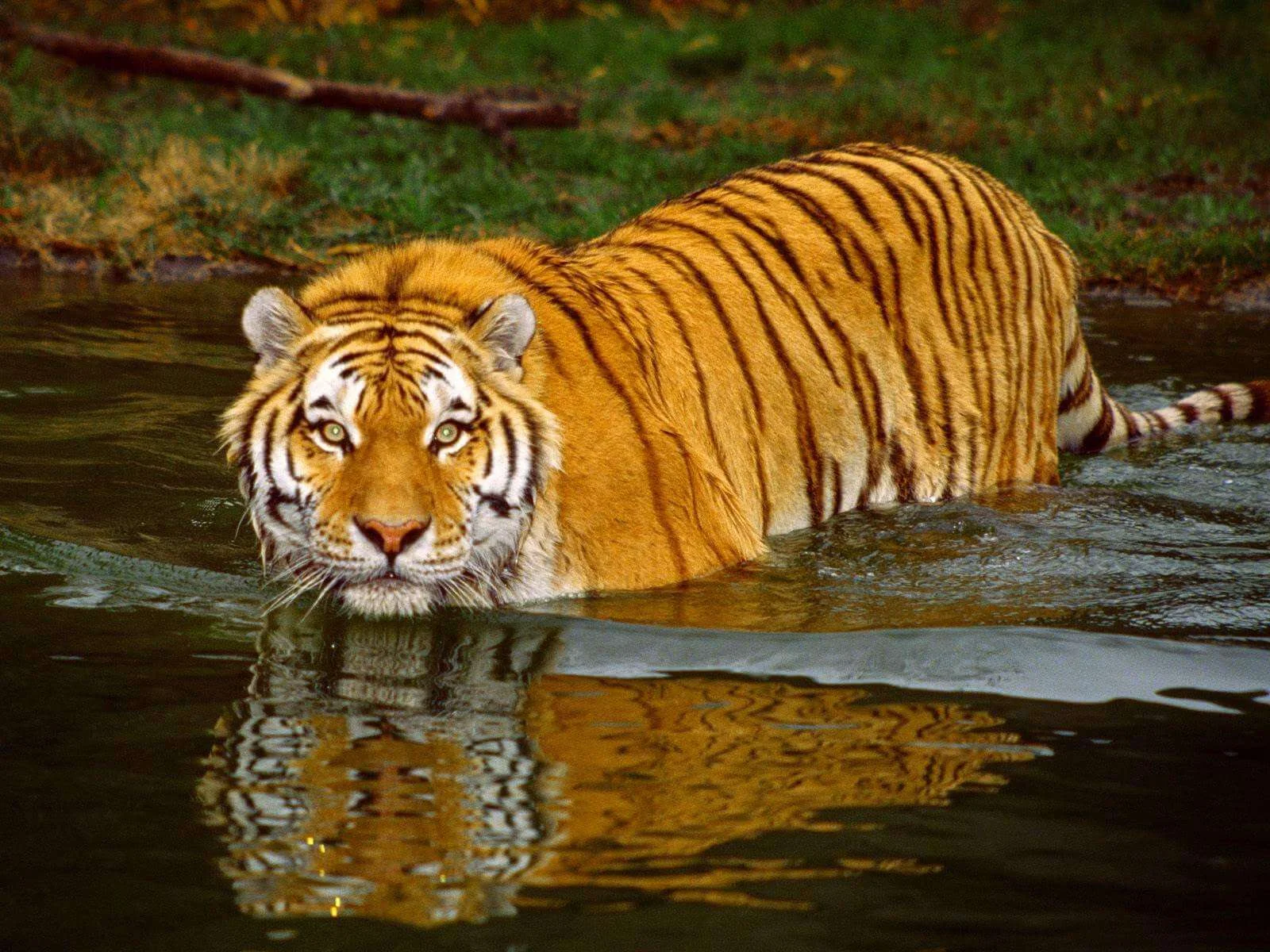 Sundarbans, Bangladesh, Inde