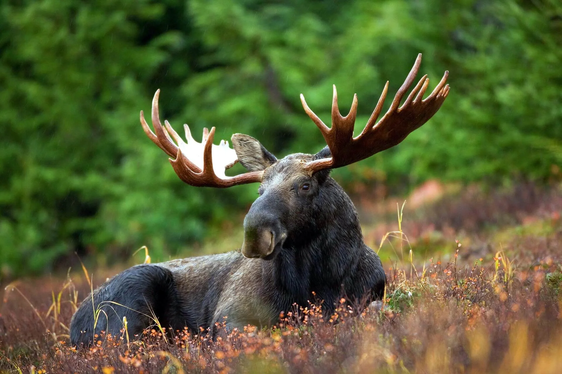 Parc national de la Biebrza, Pologne