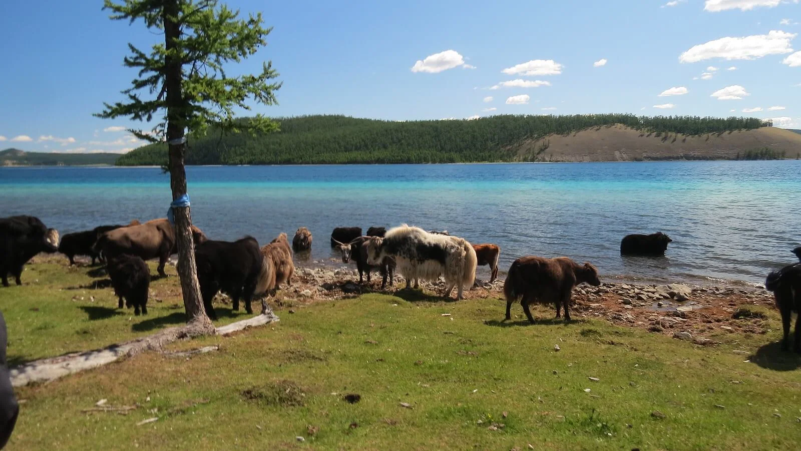 Lac Khovsgol, Mongolie