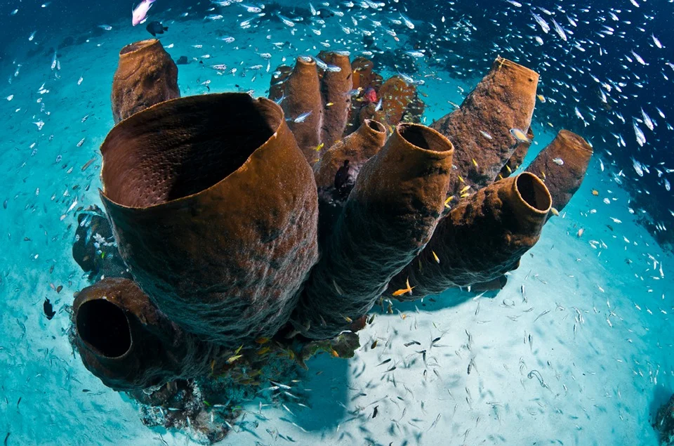 Îles Tukangbesi, Indonésie